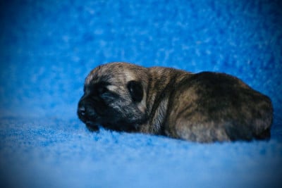 Les chiots de Cairn Terrier