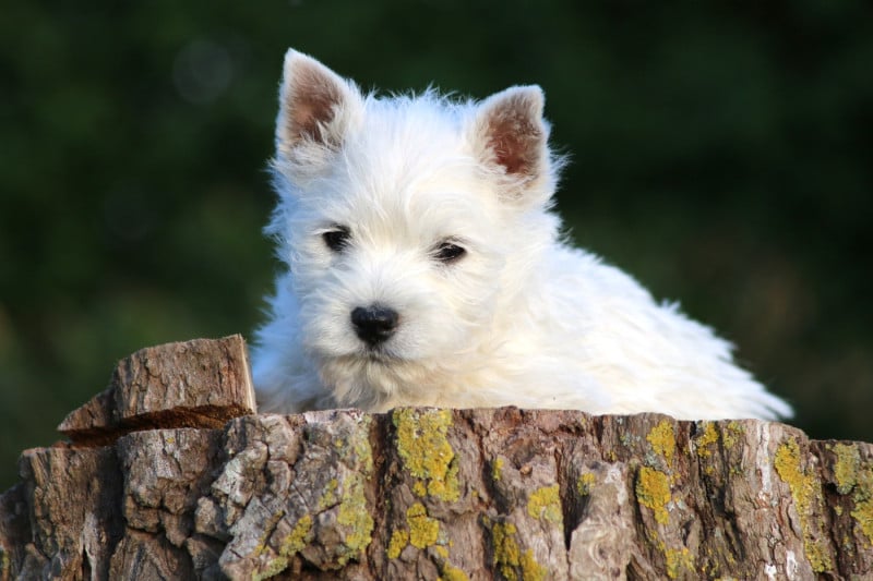 West Highland White Terrier - Quentin's Touch