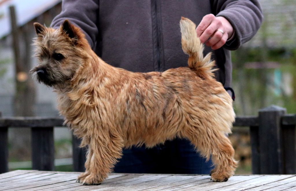 Accueil Elevage Quentin's Touch eleveur de chiens Cairn Terrier