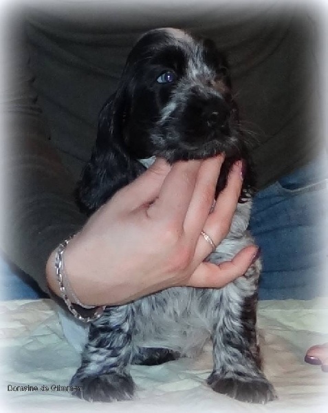 It's only love du Domaine de Glimman