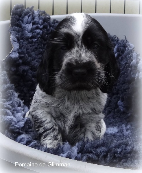 It's only love du Domaine de Glimman