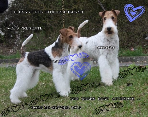 CH. Cassius du mont de saint vorles