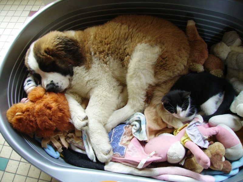 Publication : Des Vergers D'upsylone Auteur : LAMOTTE OLIVIER