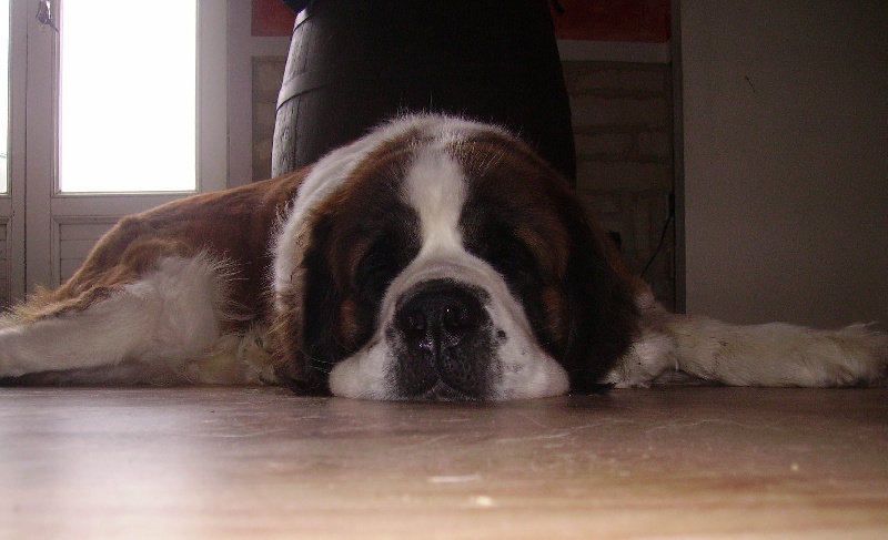 Publication : Des Vergers D'upsylone Auteur : LAMOTTE OLIVIER