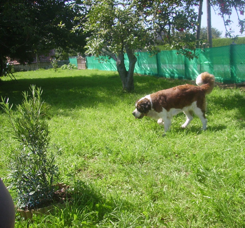 Publication : Des Vergers D'upsylone Auteur : LAMOTTE OLIVIER