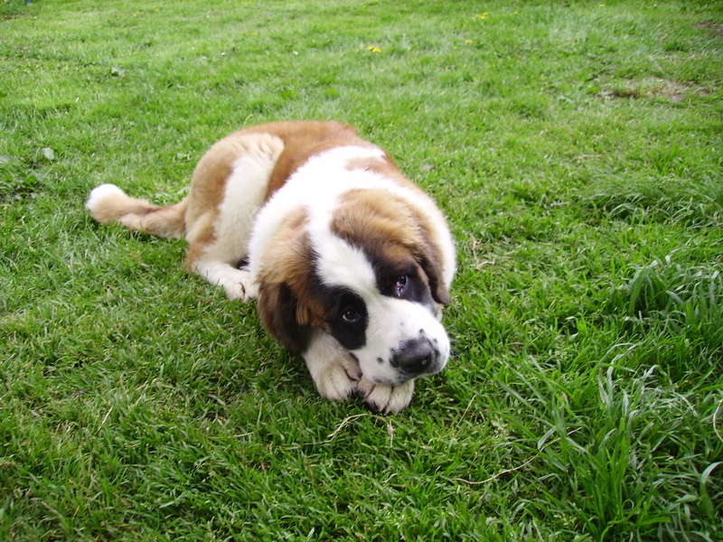 Publication : Des Vergers D'upsylone Auteur : LAMOTTE OLIVIER