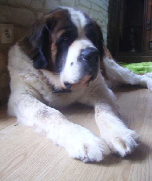 Publication : Des Vergers D'upsylone Auteur : LAMOTTE OLIVIER