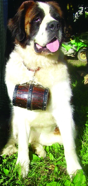 Publication : Des Vergers D'upsylone Auteur : LAMOTTE OLIVIER