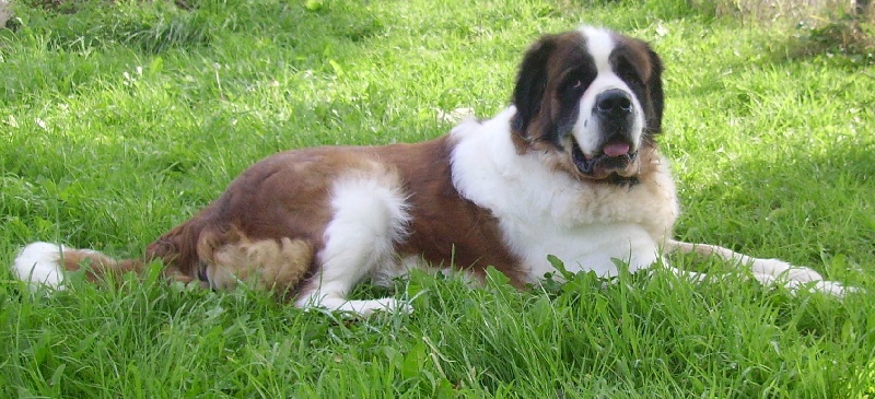 Publication : Des Vergers D'upsylone Auteur : LAMOTTE OLIVIER