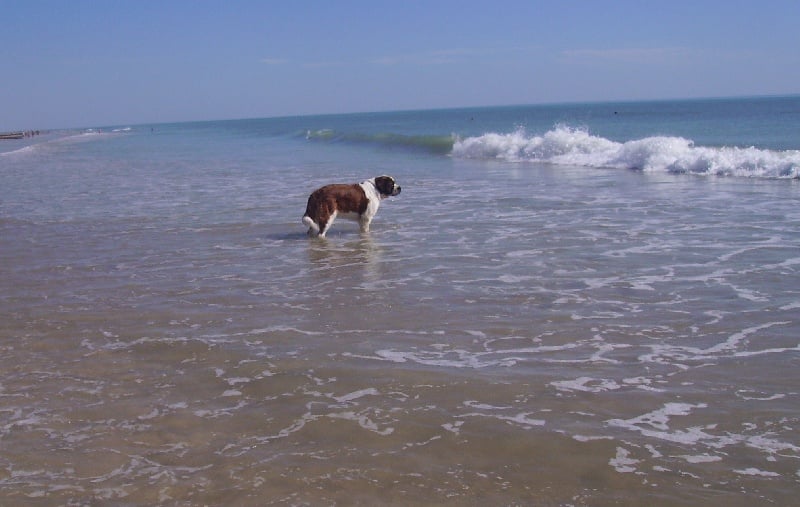 Publication : Des Vergers D'upsylone Auteur : LAMOTTE OLIVIER