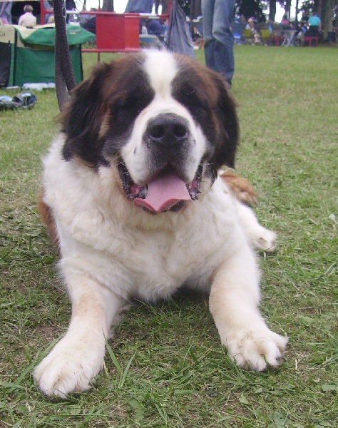 Publication : Des Vergers D'upsylone Auteur : LAMOTTE OLIVIER