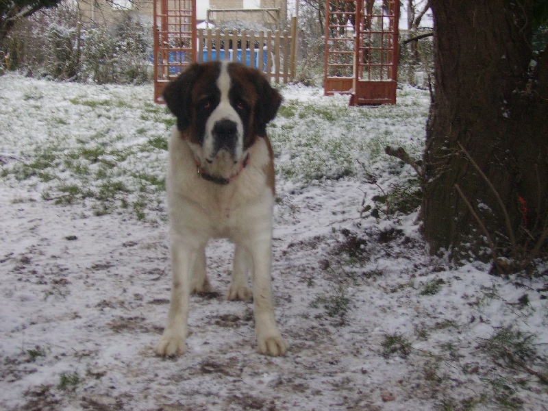 Publication : Des Vergers D'upsylone Auteur : LAMOTTE OLIVIER