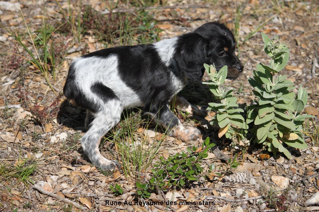 Chiot Epagneul Breton, femelle disponible en Provence