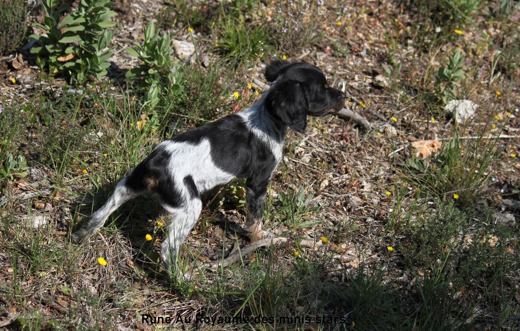 Chiot Epagneul Breton, femelle disponible en Provence