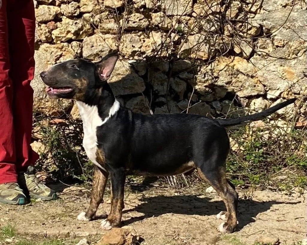 Apollo - « SYML »