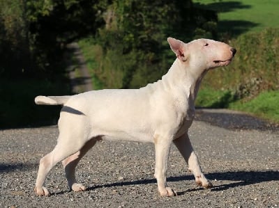 Les chiots de Bull Terrier