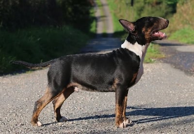 Les chiots de Bull Terrier