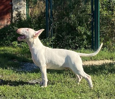 Les chiots de Bull Terrier