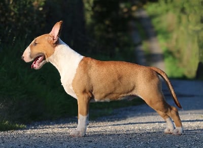 Les chiots de Bull Terrier