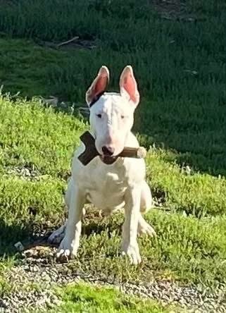 Algernon - « MOUSE »