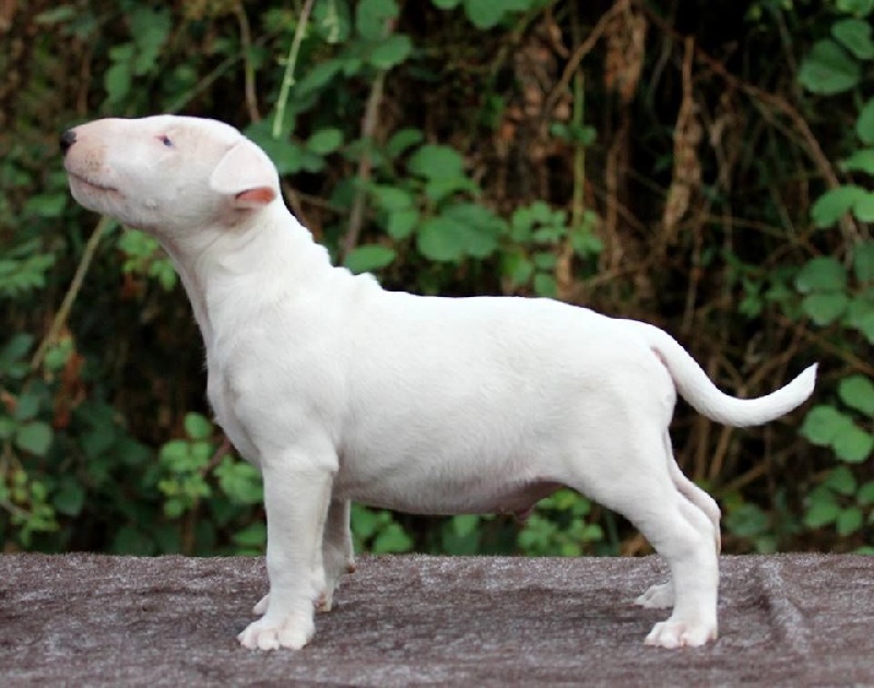 bull terrier