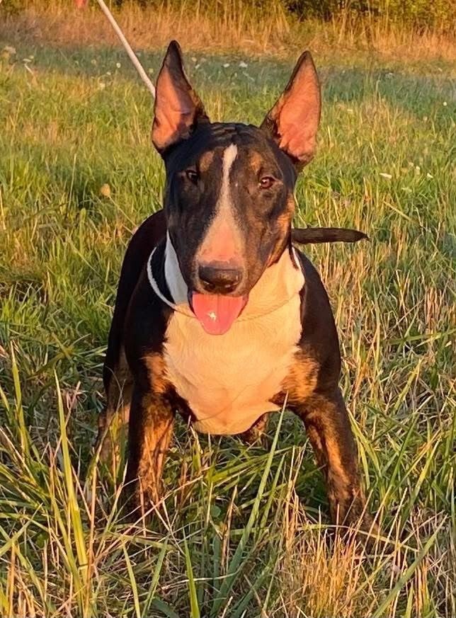 Apollo - « SYML »