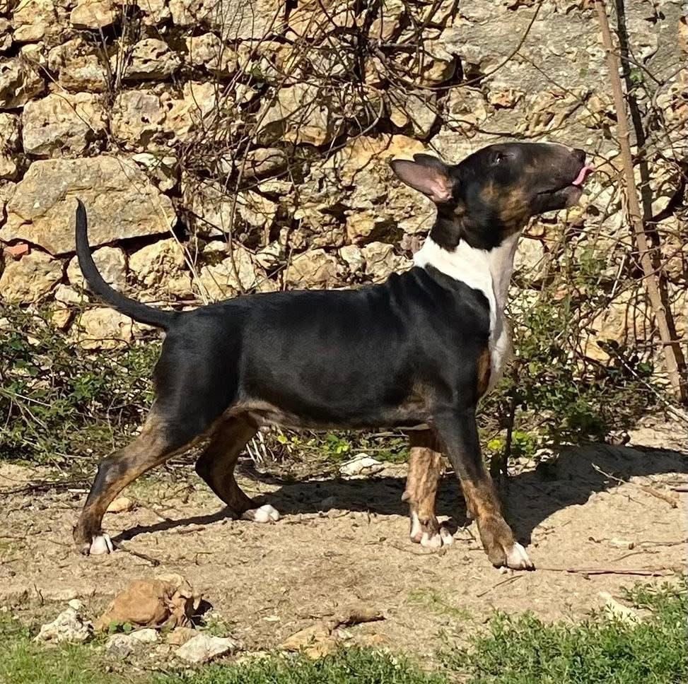 Apollo - « SYML »