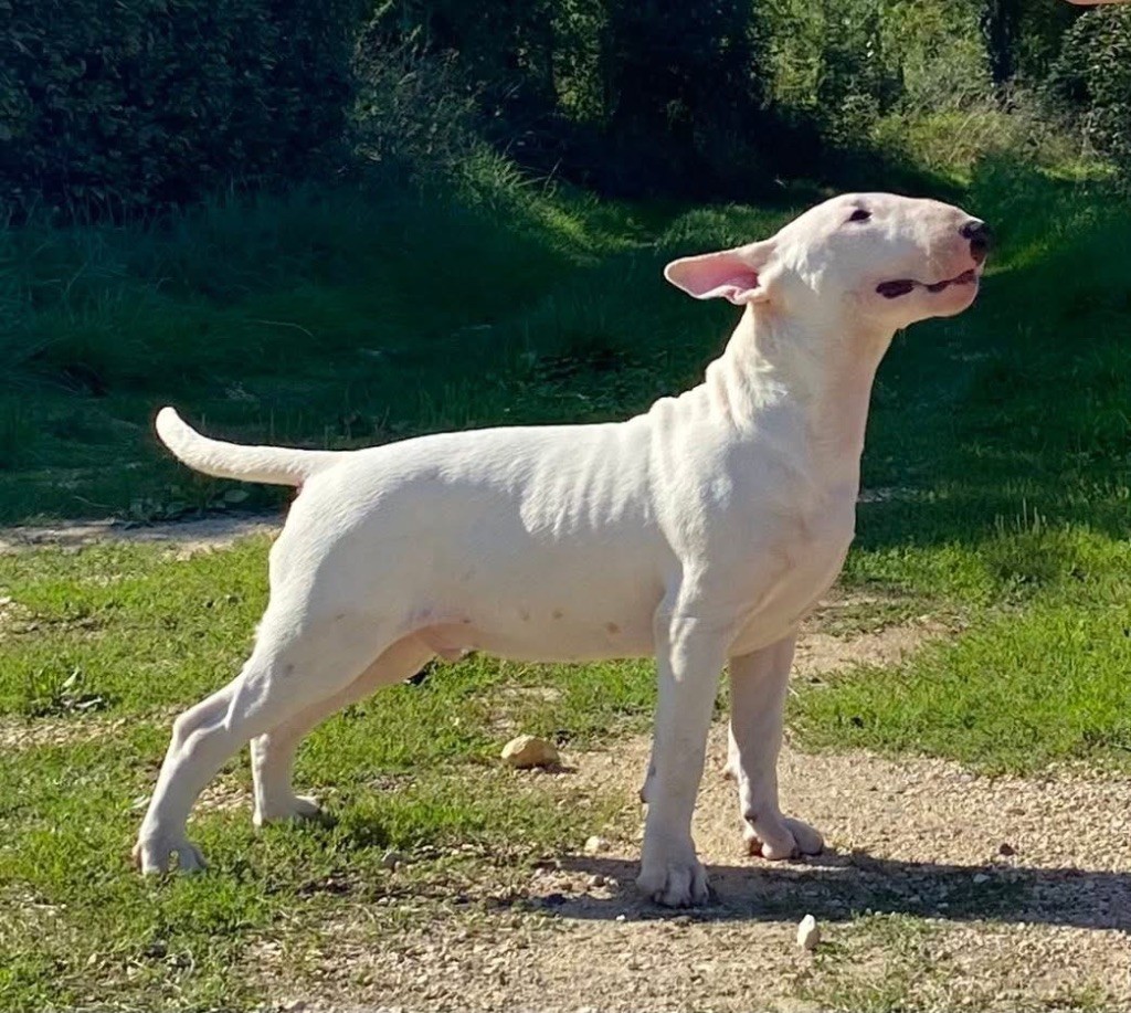 Albino Alligator - « GATOR »