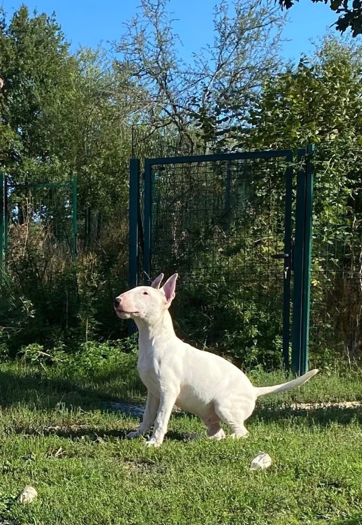 Algernon - « MOUSE »