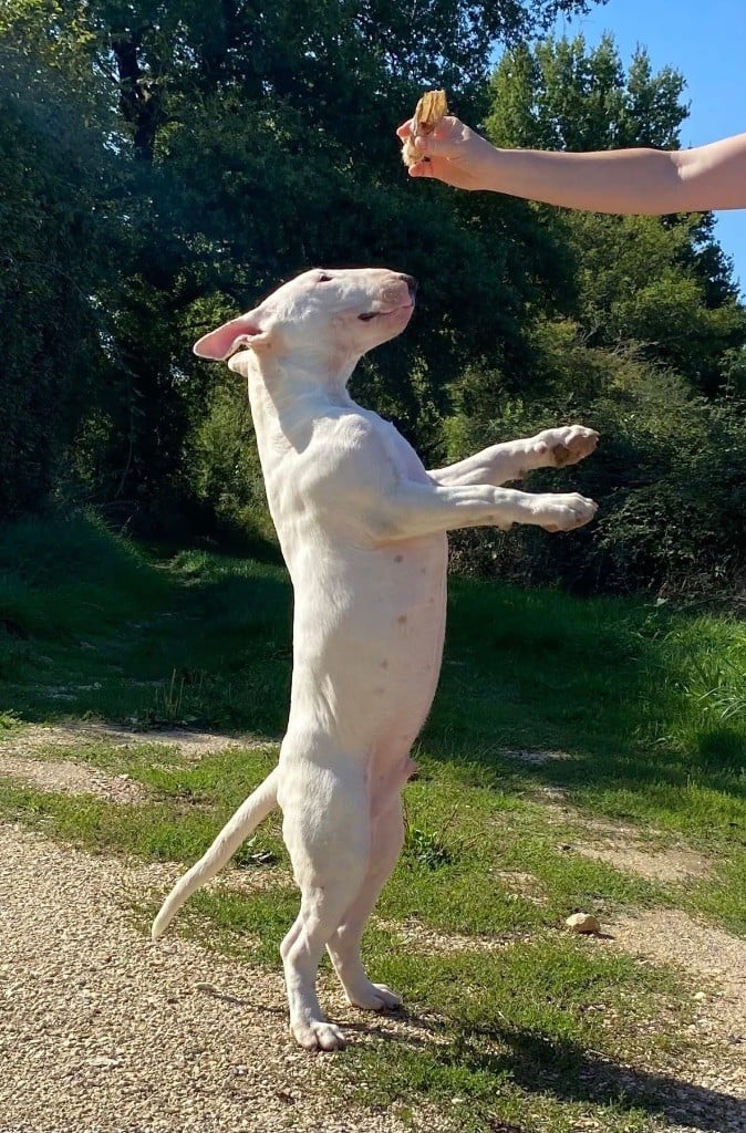 Albino Alligator - « GATOR »