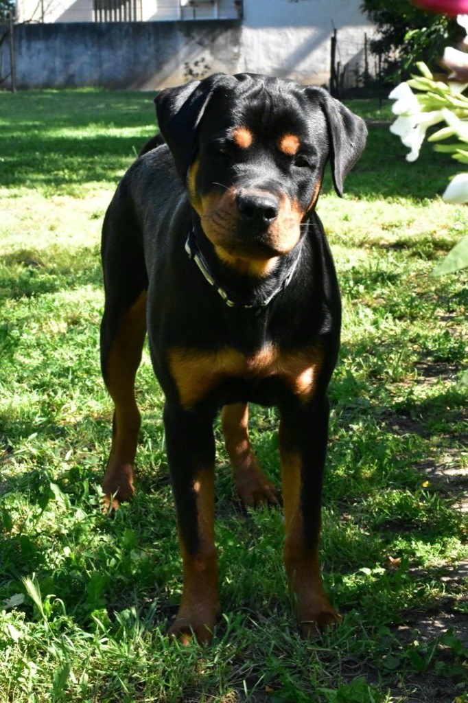 Pyrat-pearl Vom Weinberges Der Hunde