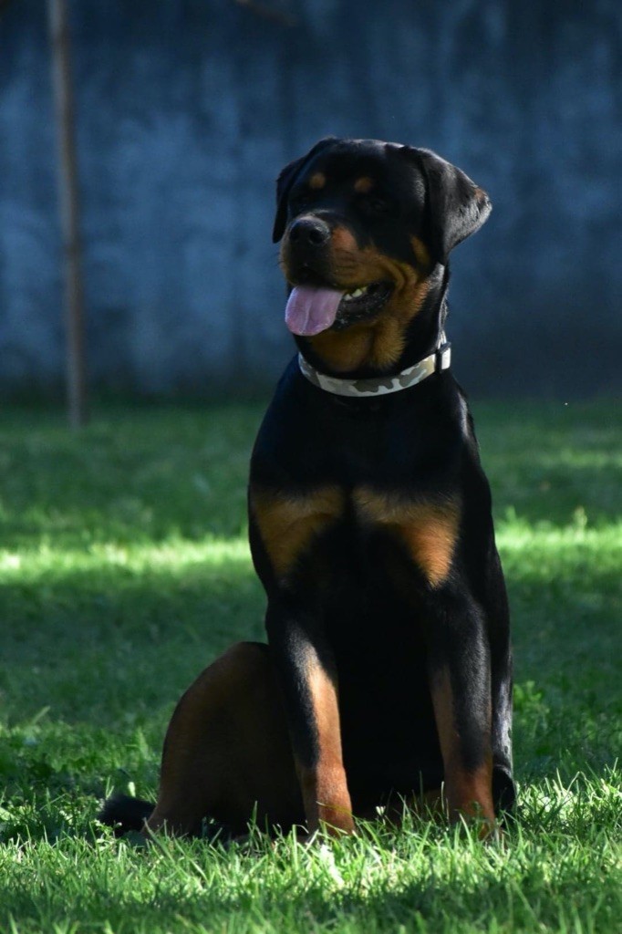 Pyrat-pearl Vom Weinberges Der Hunde