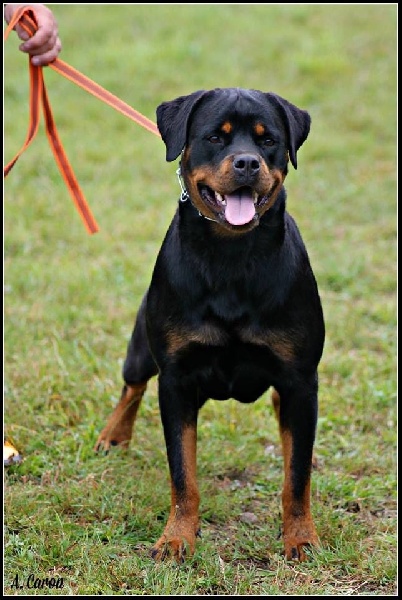 CH. I ' smoke Vom Weinberges Der Hunde - V1 young femelle