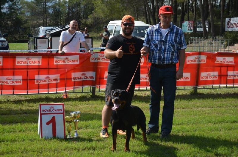 CH. I ' smoke Vom Weinberges Der Hunde - V1 + BEST YOUNG + AUSLANDYOUNGSIEGERINE JEUNE CHAMPIONNE ESPAGNOLE