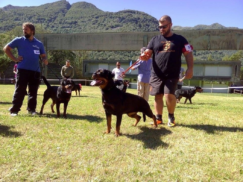 CH. I ' smoke Vom Weinberges Der Hunde - V10