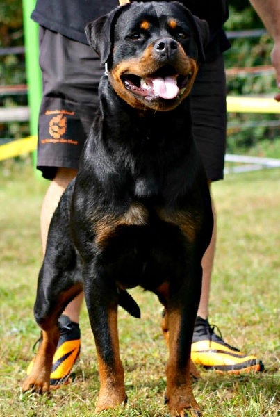 CH. I ' smoke Vom Weinberges Der Hunde - V6