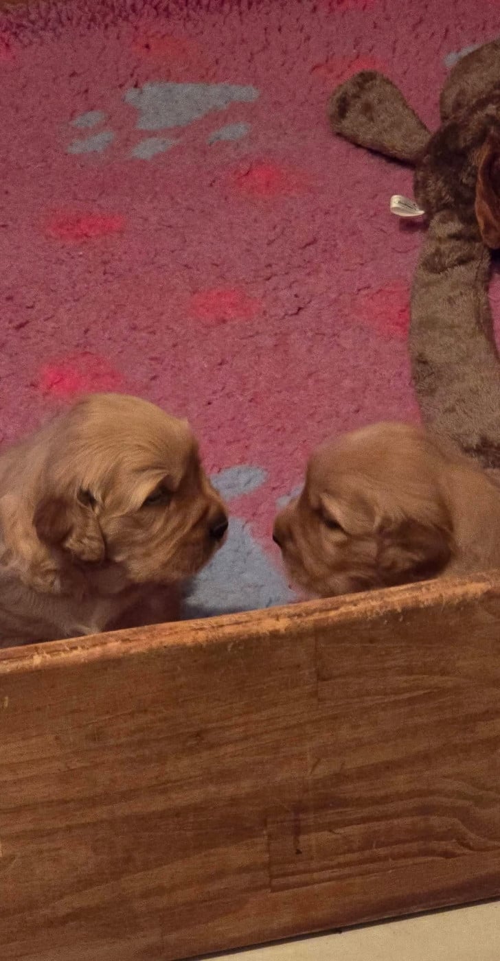 Chiot N°1
