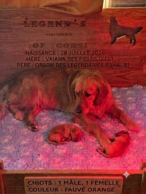 Les chiots de Golden Retriever