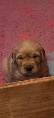 Les chiots de Golden Retriever