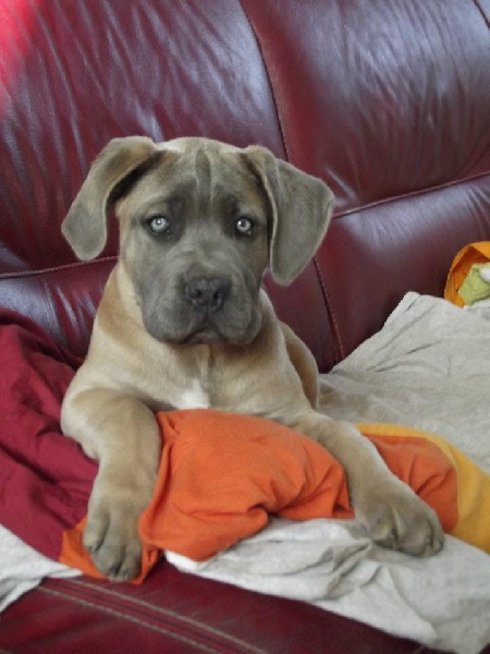 Publication : Des Gardiens Du Grand Listrac