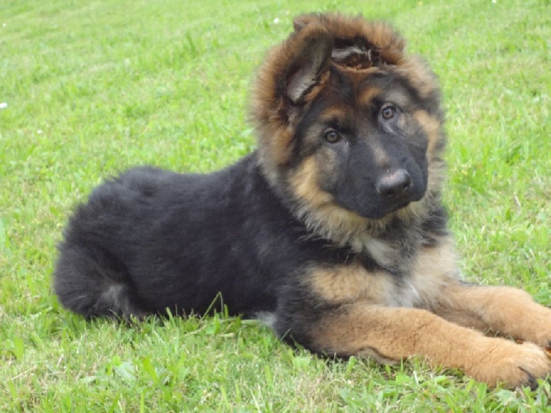 Chiot Berger Allemand Poil Long 2 Mois