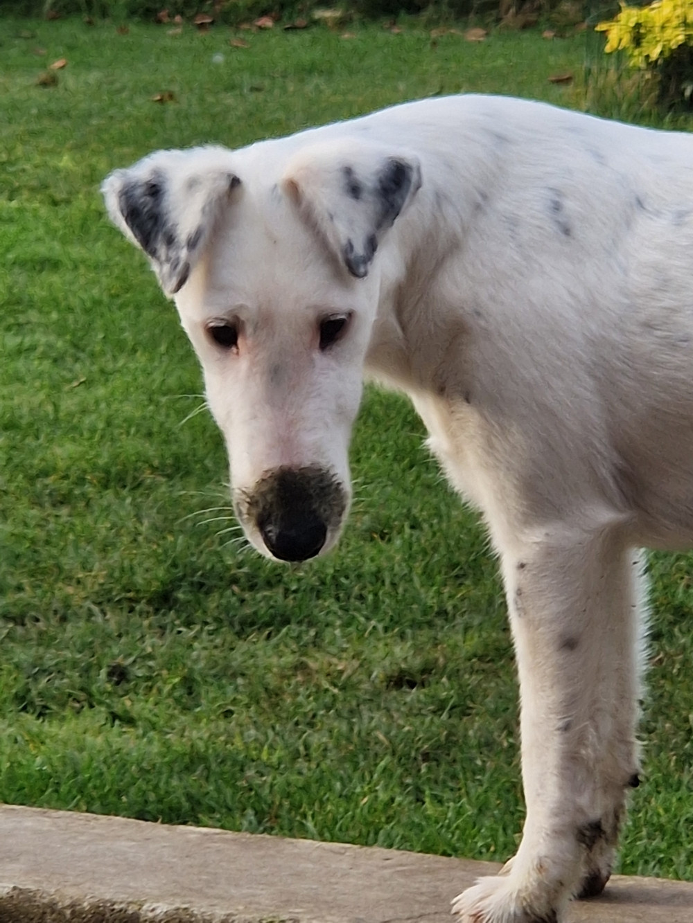 Victoire Chelines De La Rivière Landelot