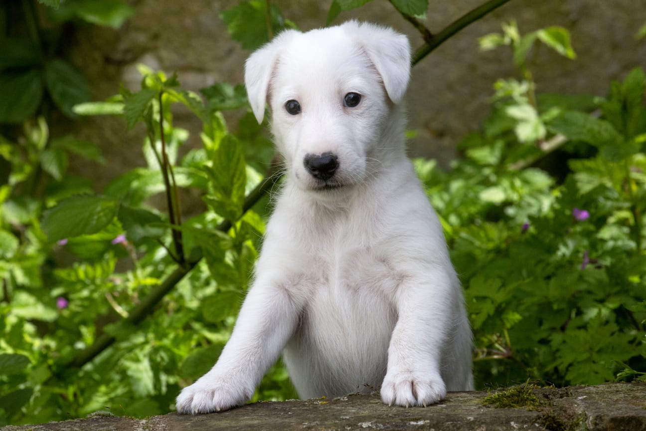 Victoire Chelines De La Rivière Landelot