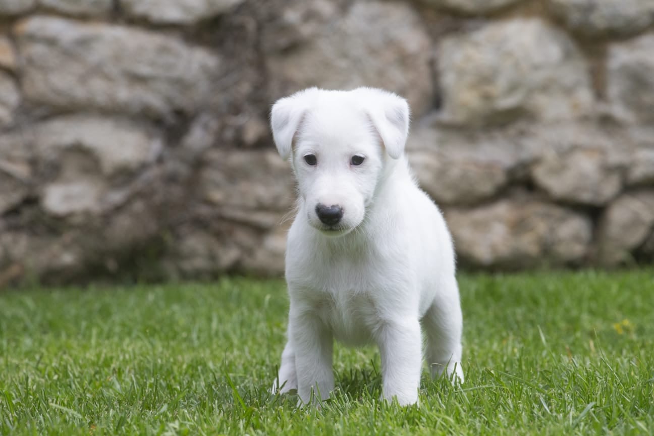 Victoire Chelines De La Rivière Landelot