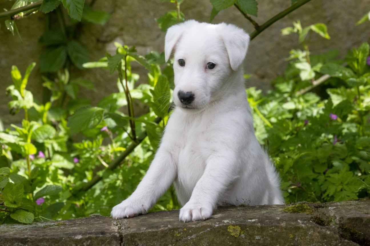 Victoire Chelines De La Rivière Landelot