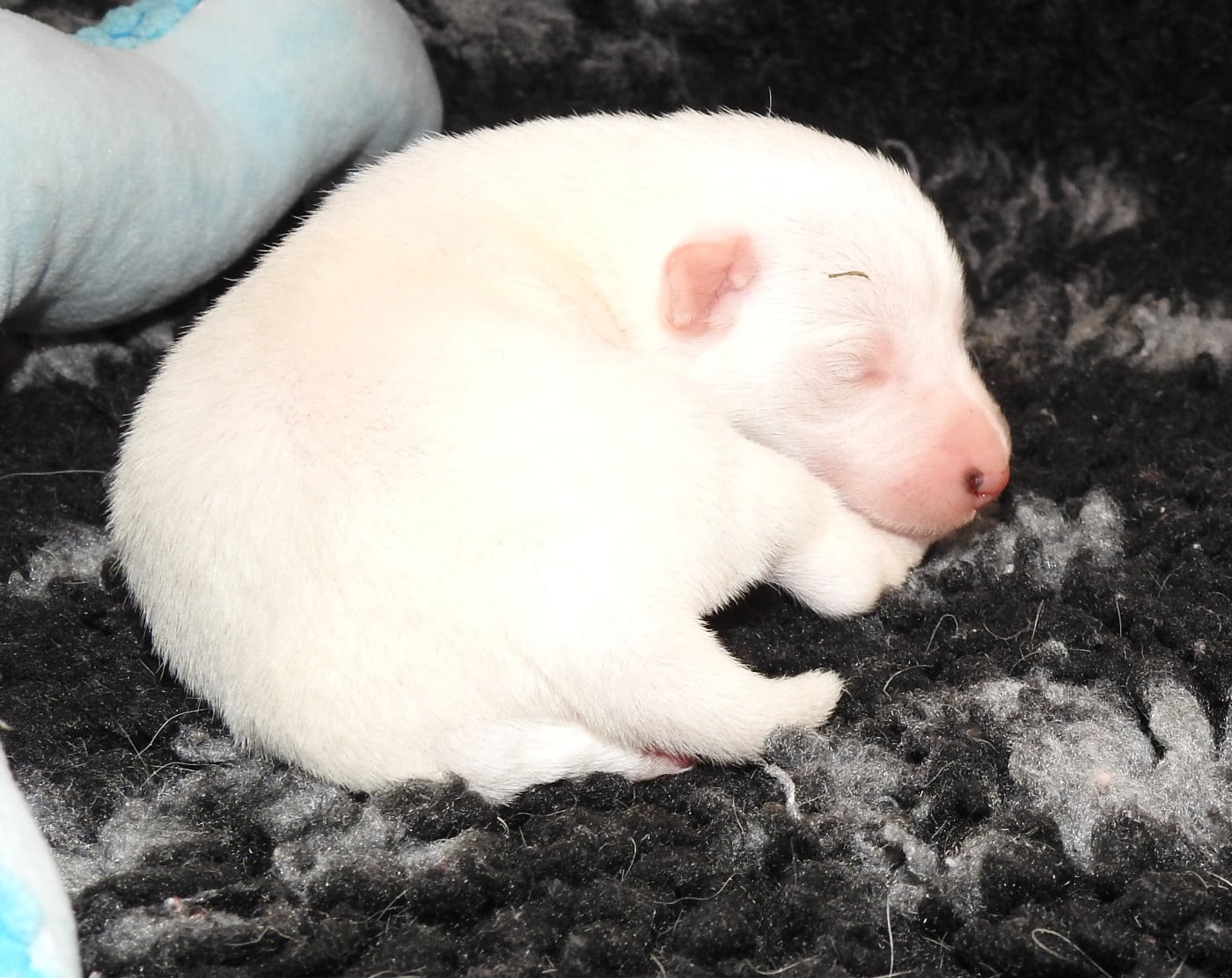 Victoire Chelines De La Rivière Landelot