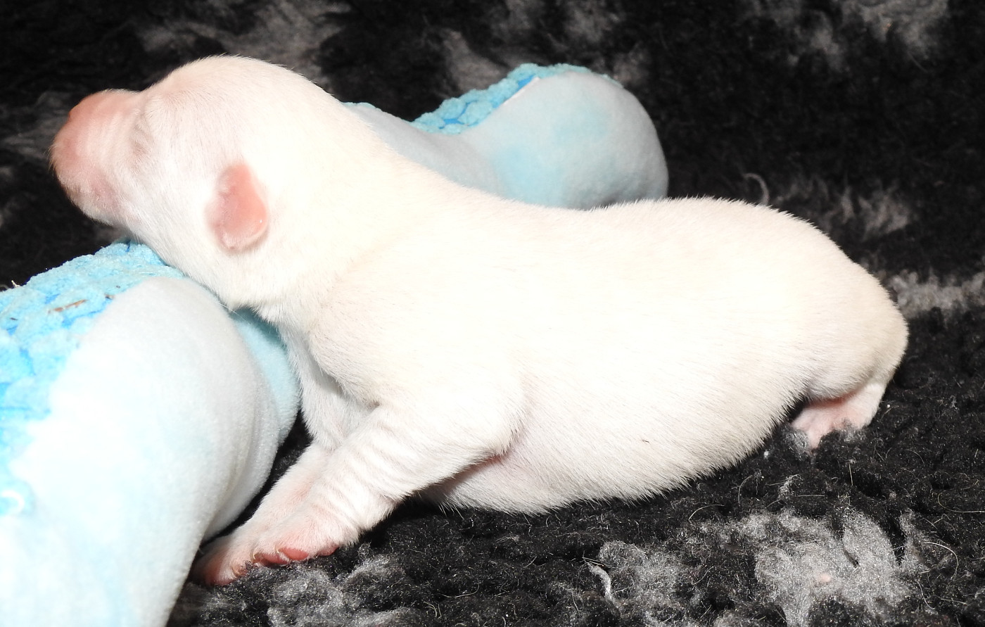 Victoire Chelines De La Rivière Landelot