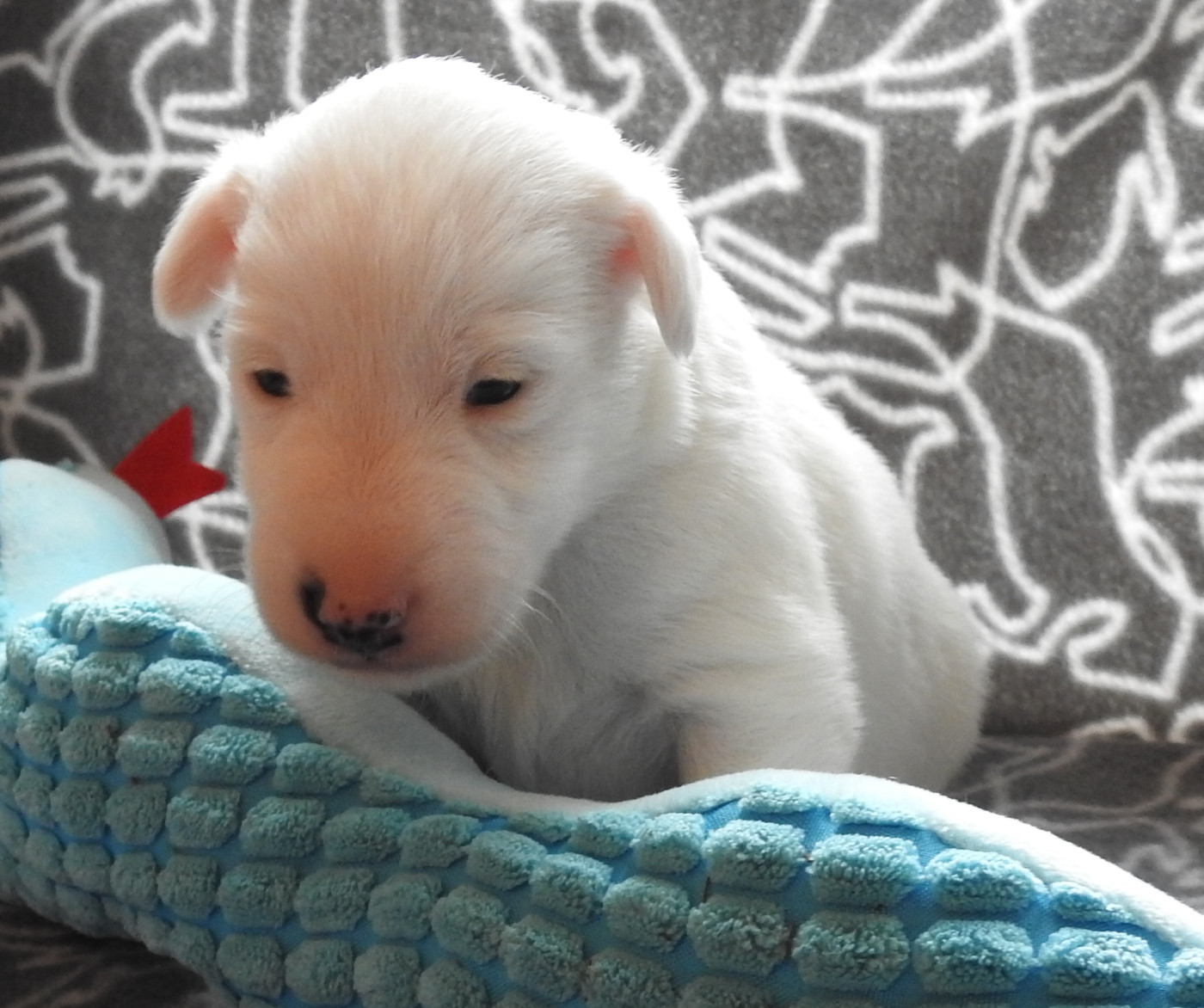 Victoire Chelines De La Rivière Landelot