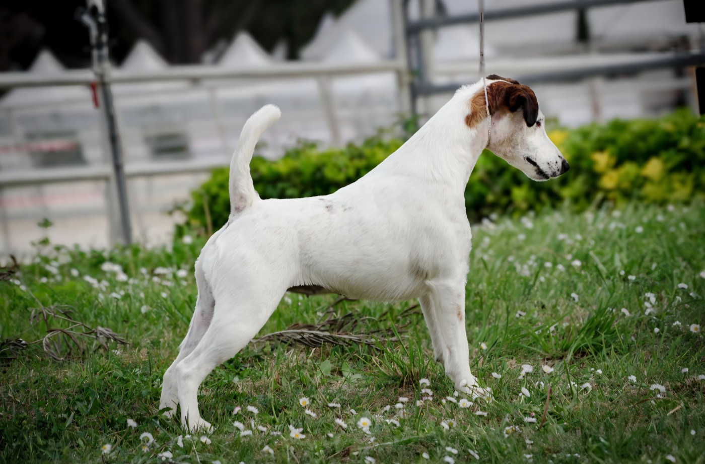 CH Tina turner De La Rivière Landelot
