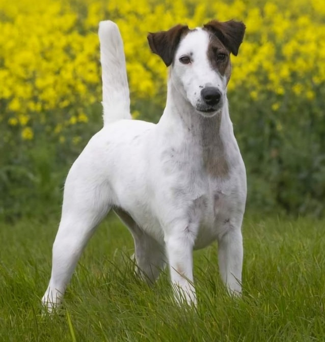 CH Tina turner De La Rivière Landelot